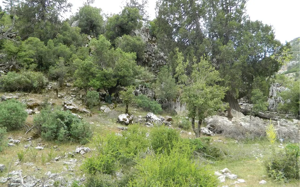 İkizce, Ordu şehir görünümü